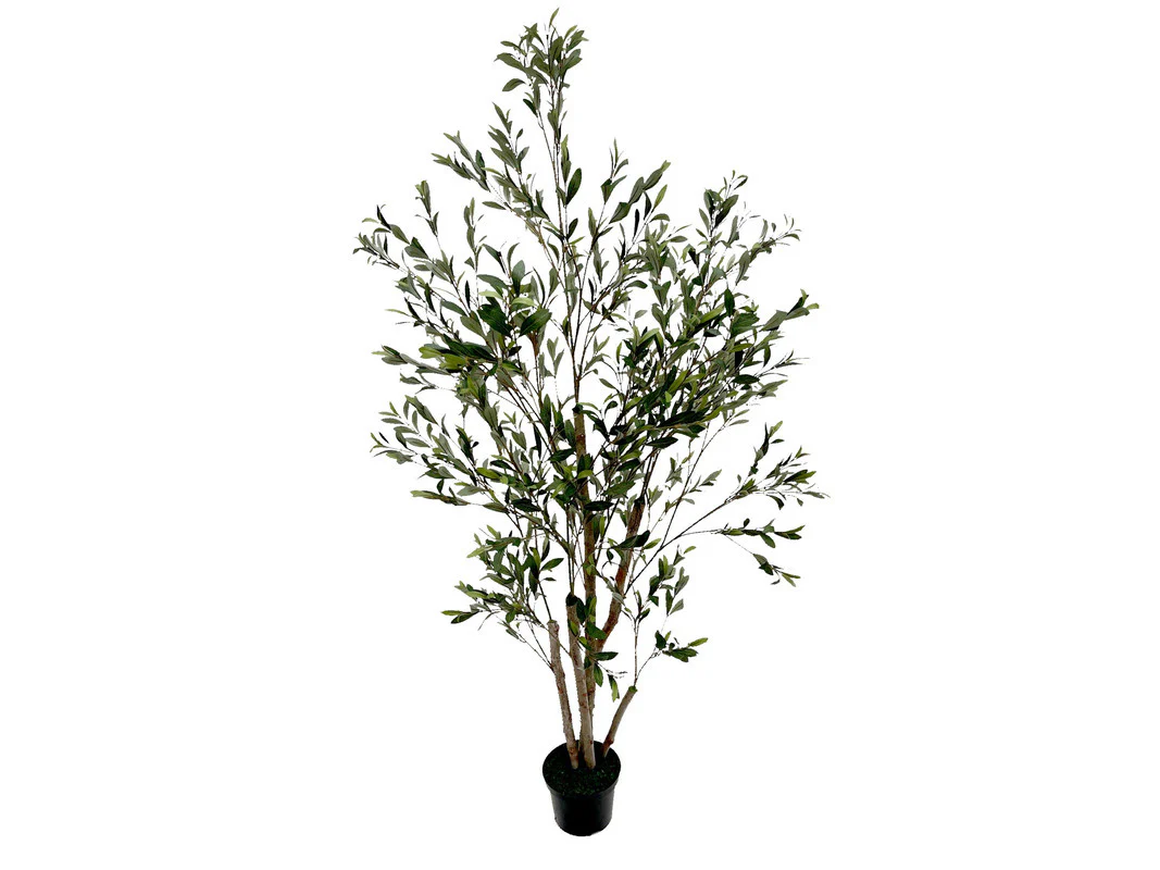 Acosta 6ft Olive Tree