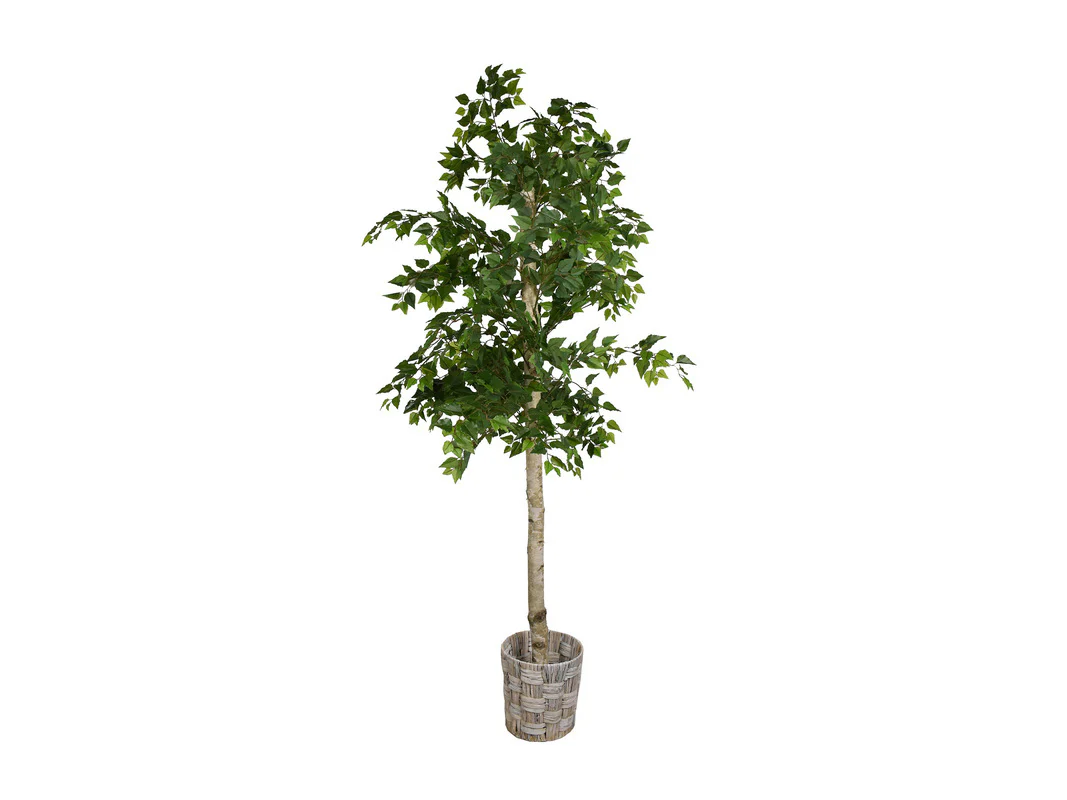 Cora 6ft Birch Tree