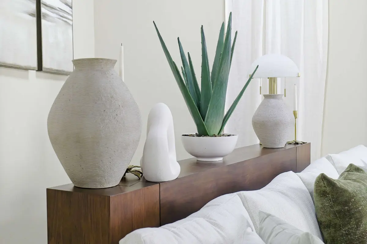 Evardo Aloe Plant - Image 2