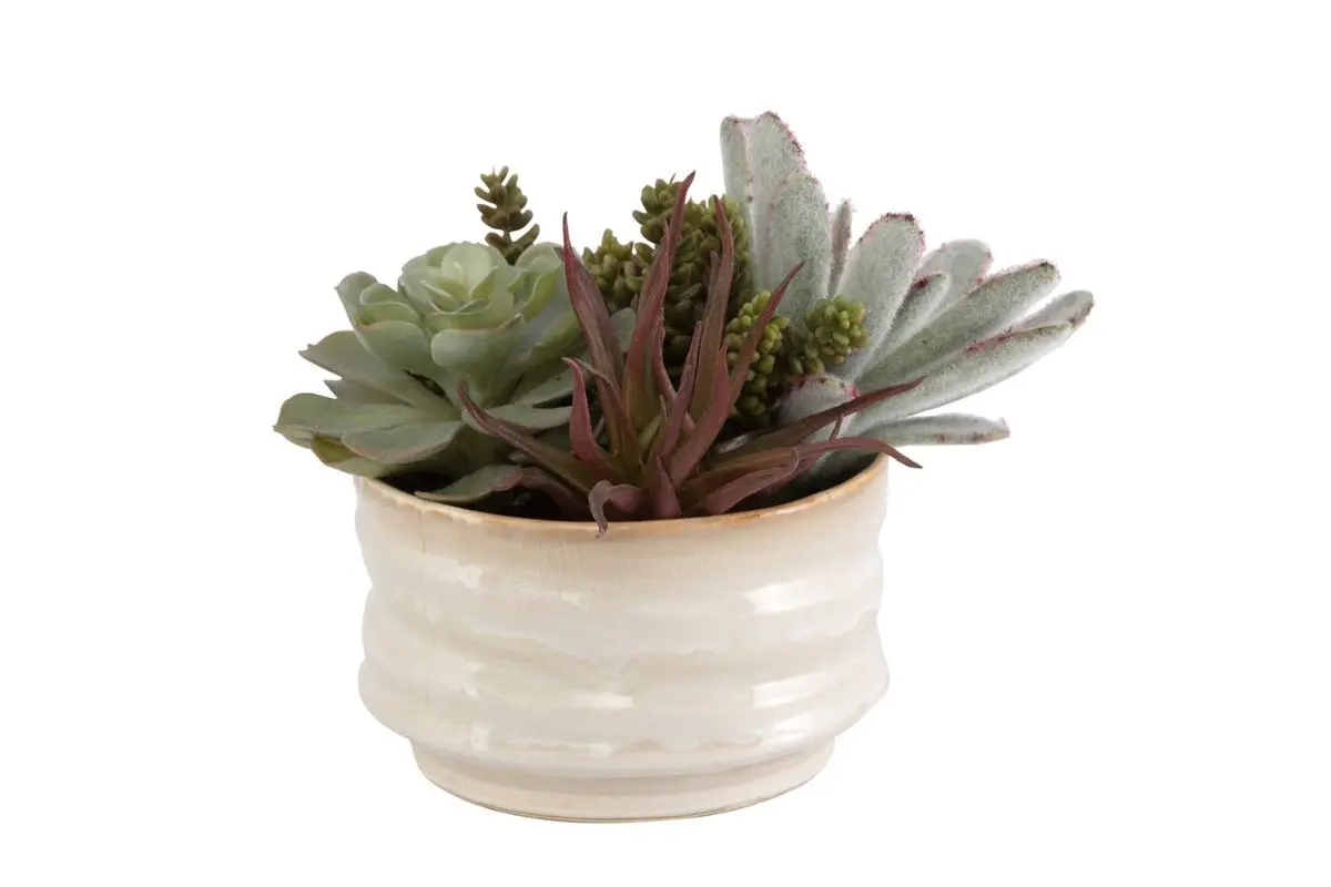 Mesa Succulent Plant - Image 2