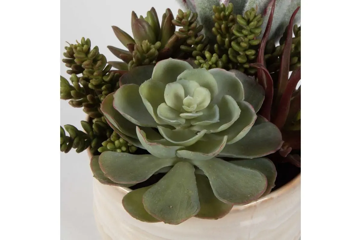 Mesa Succulent Plant - Image 5