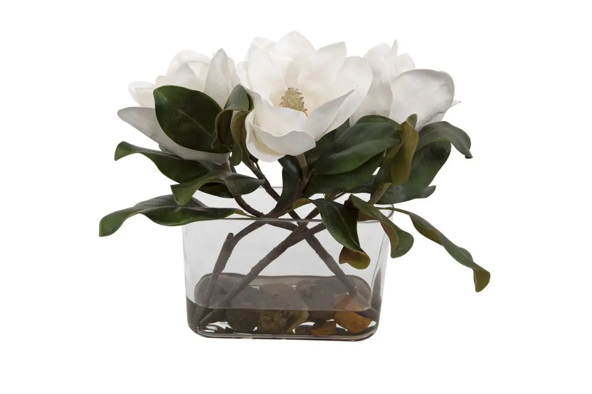Middleton Magnolia Plant