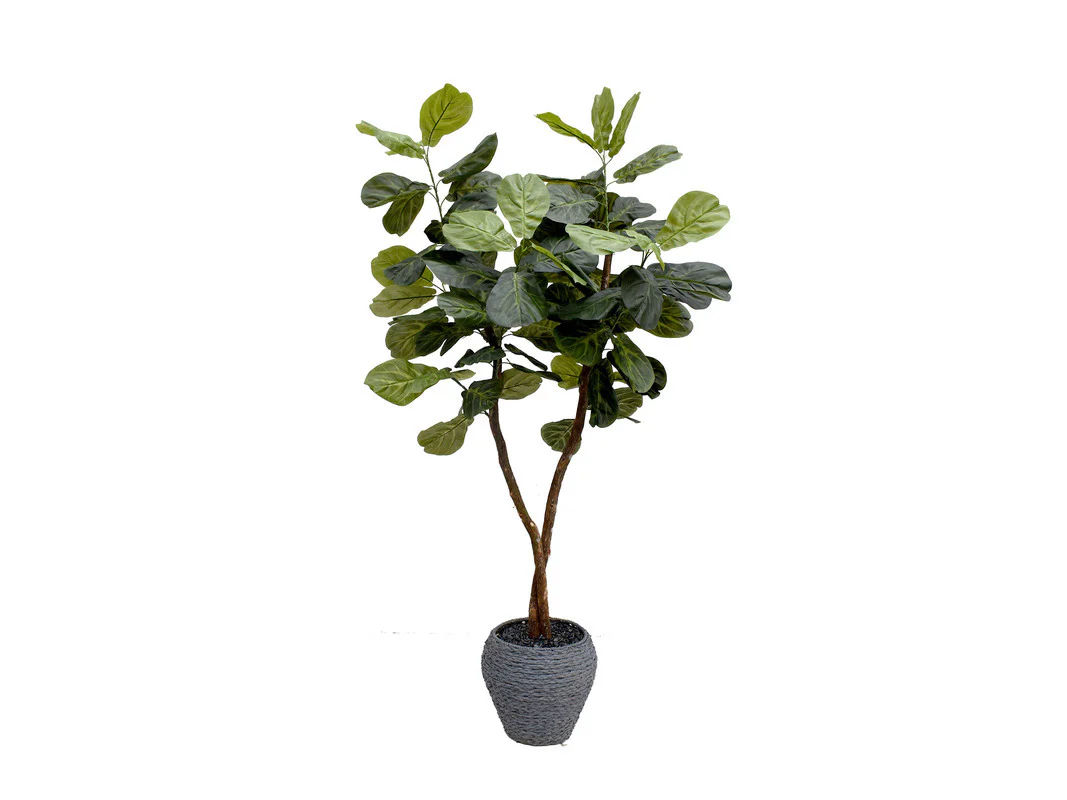 Mila 6ft Fig Tree