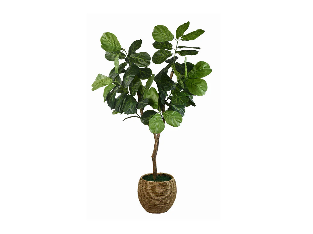Mila 6ft Fig Tree - Image 2