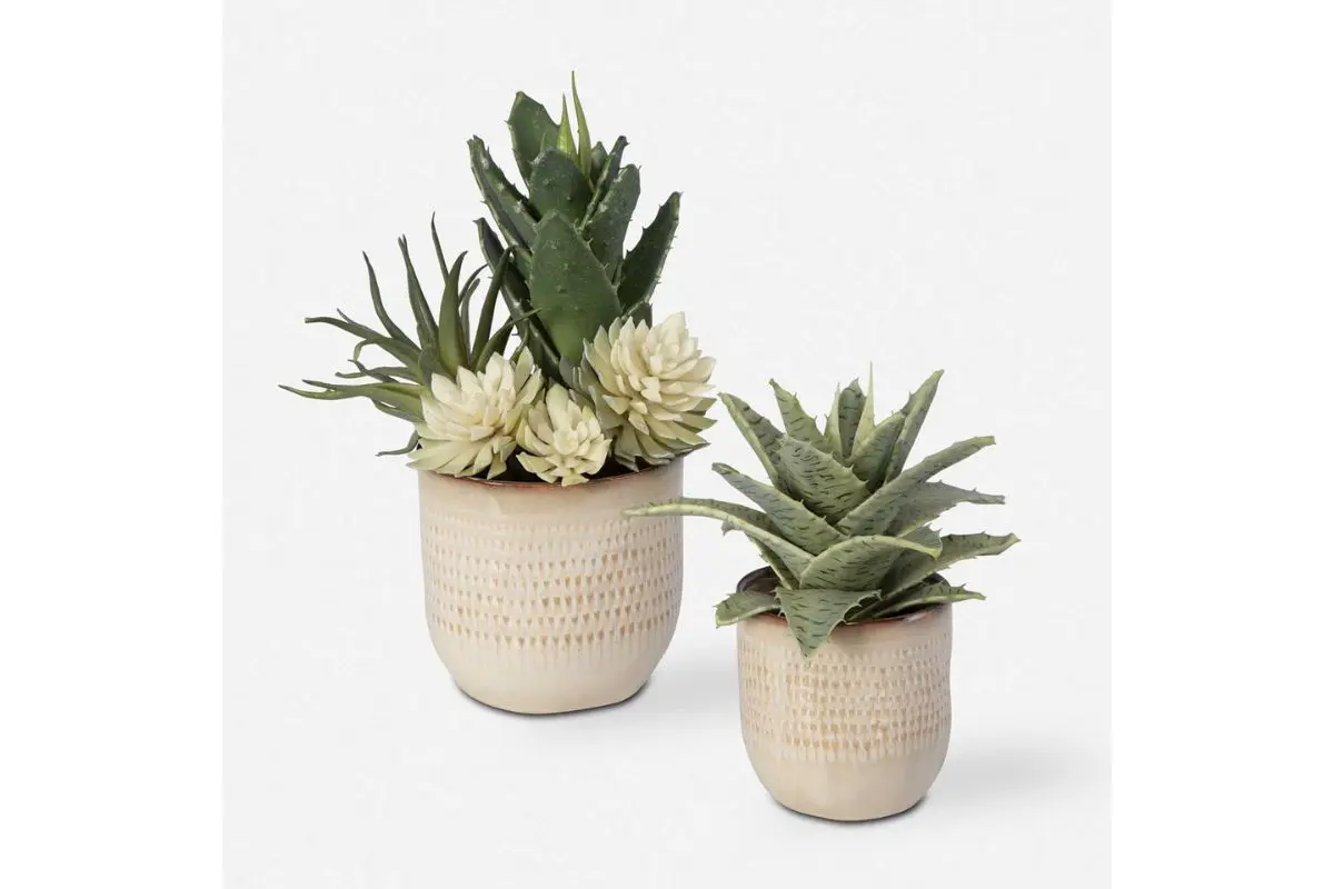 Seaside Succulents Plant