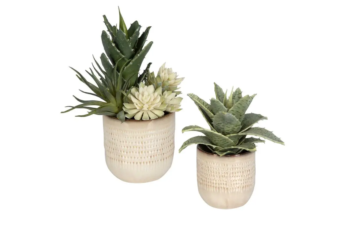 Seaside Succulents Plant - Image 2