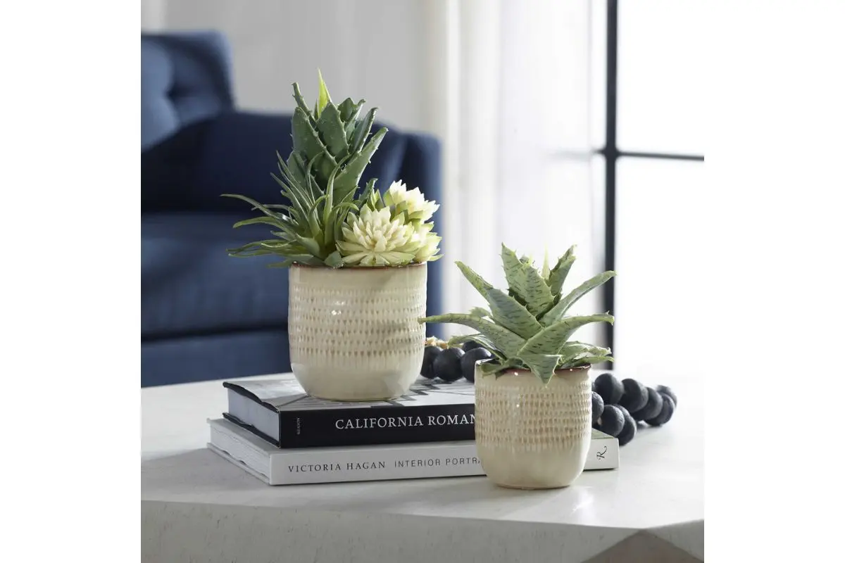 Seaside Succulents Plant - Image 3