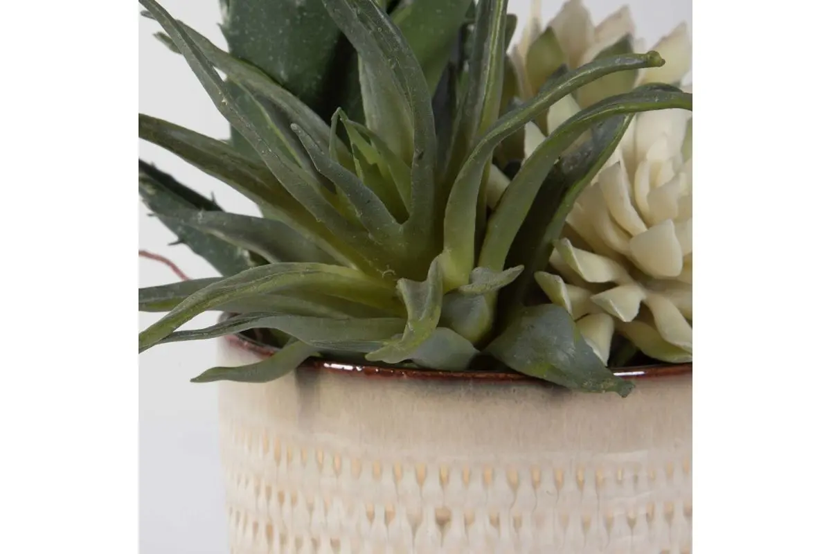 Seaside Succulents Plant - Image 4