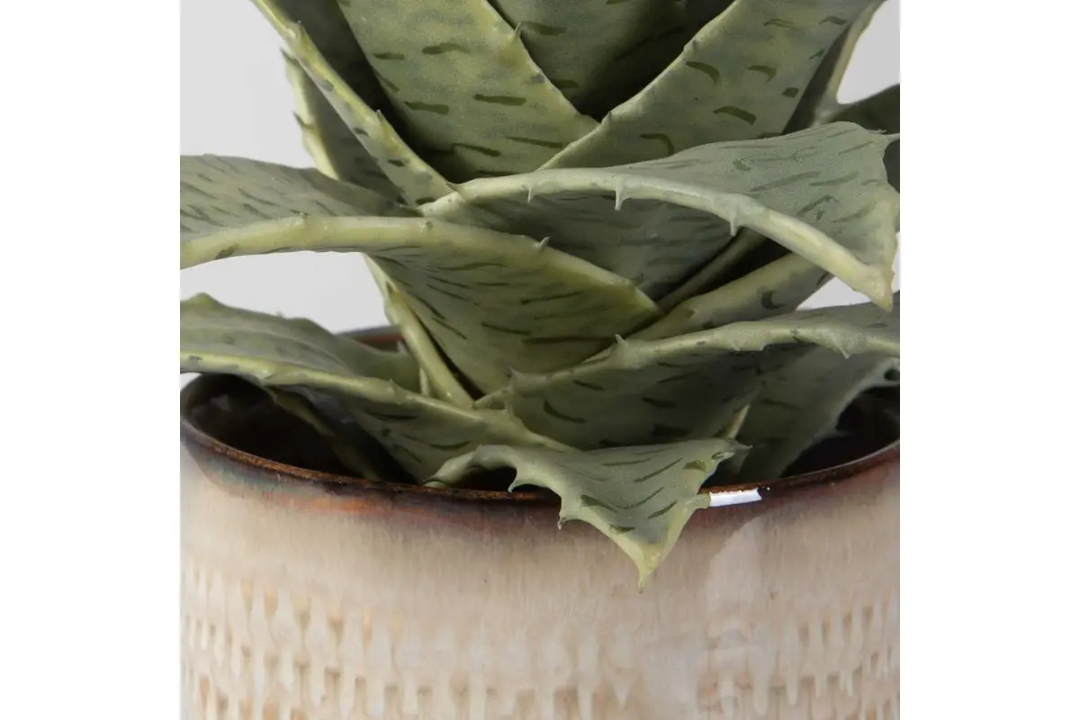 Seaside Succulents Plant - Image 5