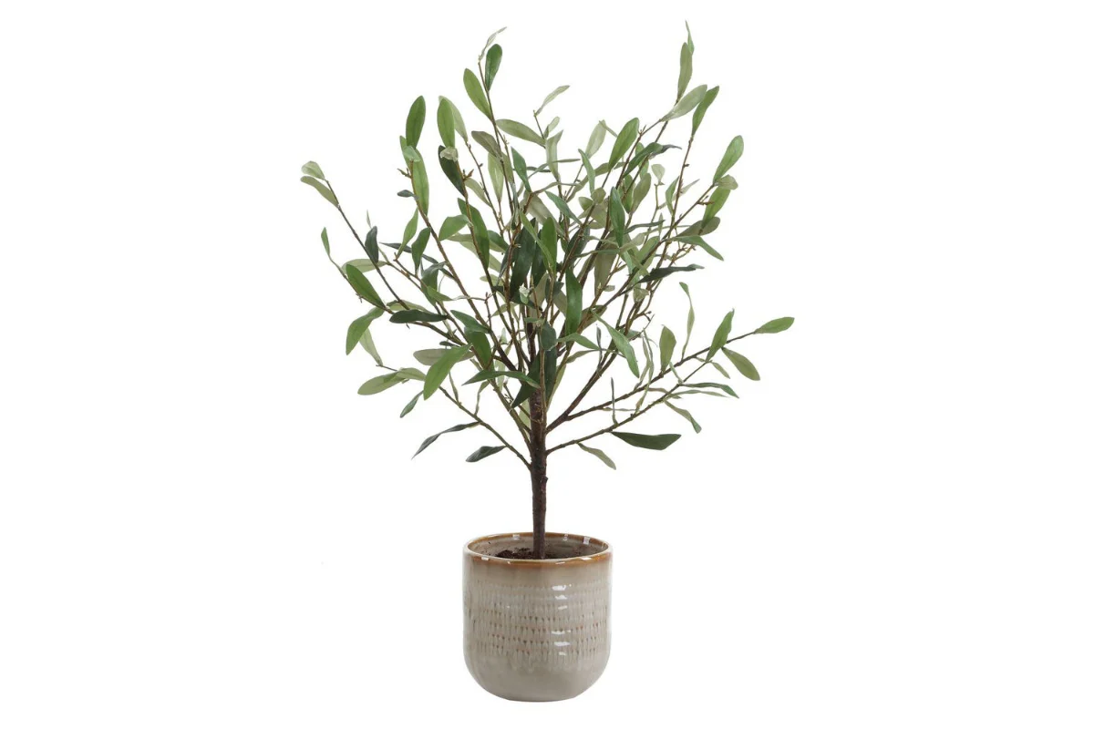 Solea Plant