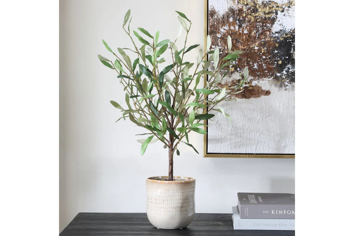 Solea Plant - Image 3