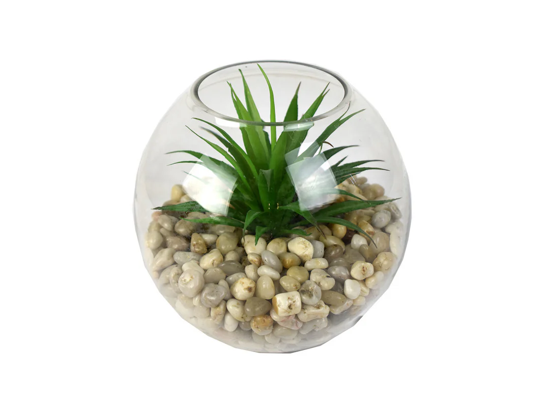 Tierra 6in Mini Yucca Succulent Plant