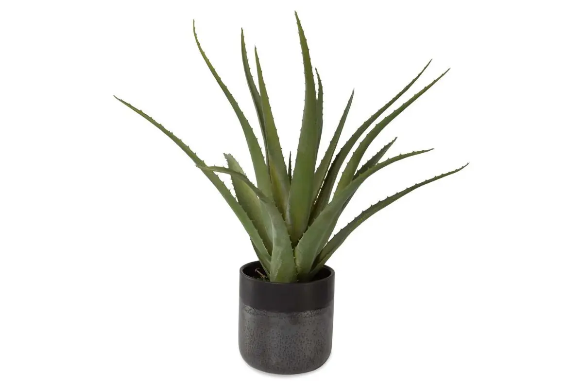 Tucson Plant